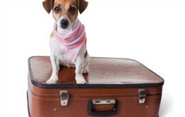 Pet Friendly